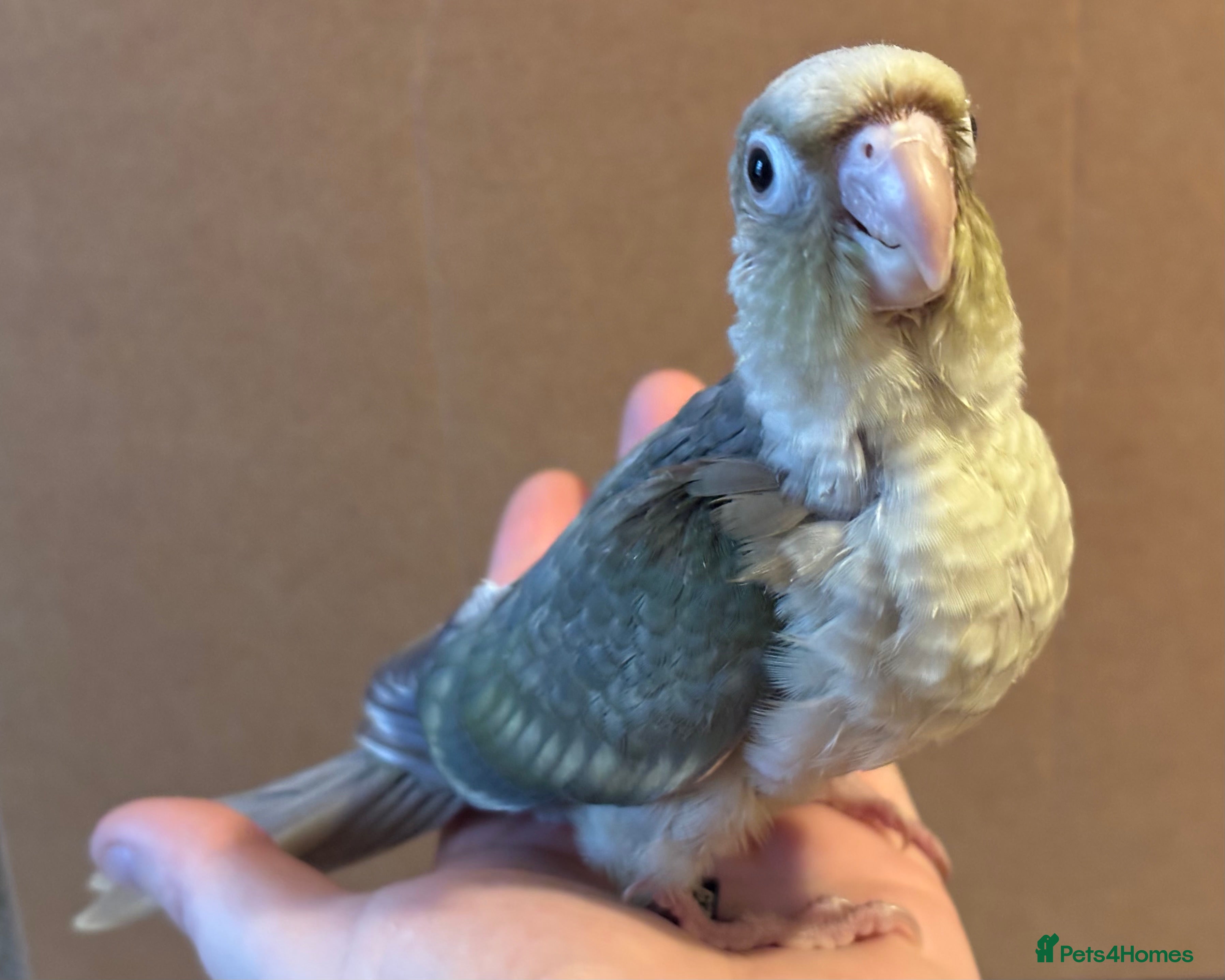Conures birds hand reared green cheek conures - read description - Advert 22