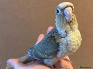 Conures birds hand reared green cheek conures - read description - Advert 22