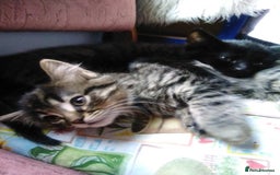 Domestic Shorthair cats for sale: Beautiful kittens looking for, forever homes. - Image 18