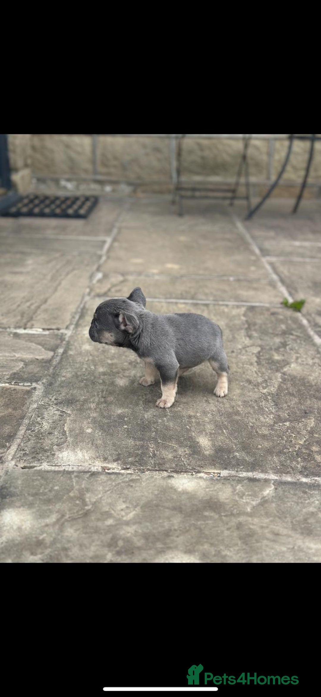 French Bulldog dogs for sale: Miniature French bulldogs carry fluffy  - Image 16