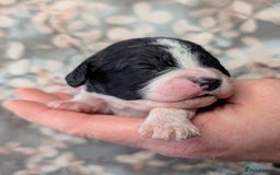 Cavapoo dogs for sale: ❤️F1 CAVAPOO BABIES❤️ HEALTH TESTED PARENTS!🐩 - Advert 6