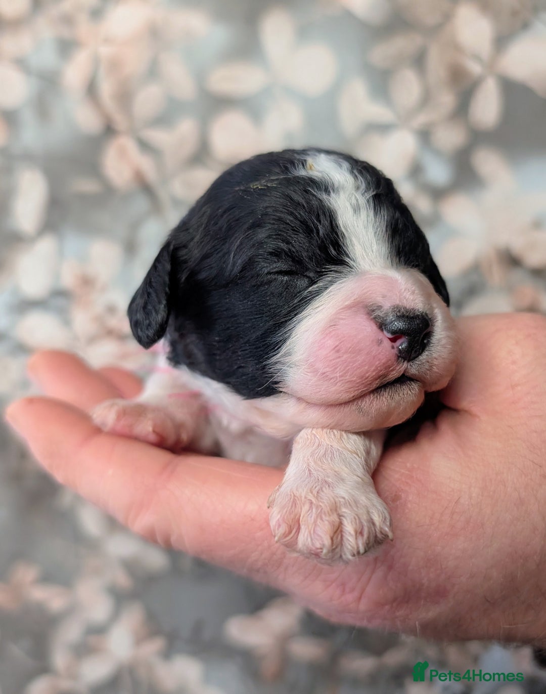 Cavapoo dogs for sale: ❤️F1 CAVAPOO BABIES❤️ HEALTH TESTED PARENTS!🐩 - Advert 6