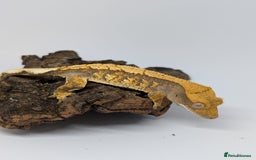 Gecko reptiles for sale: Extreme drippy tri-colour - Image 1