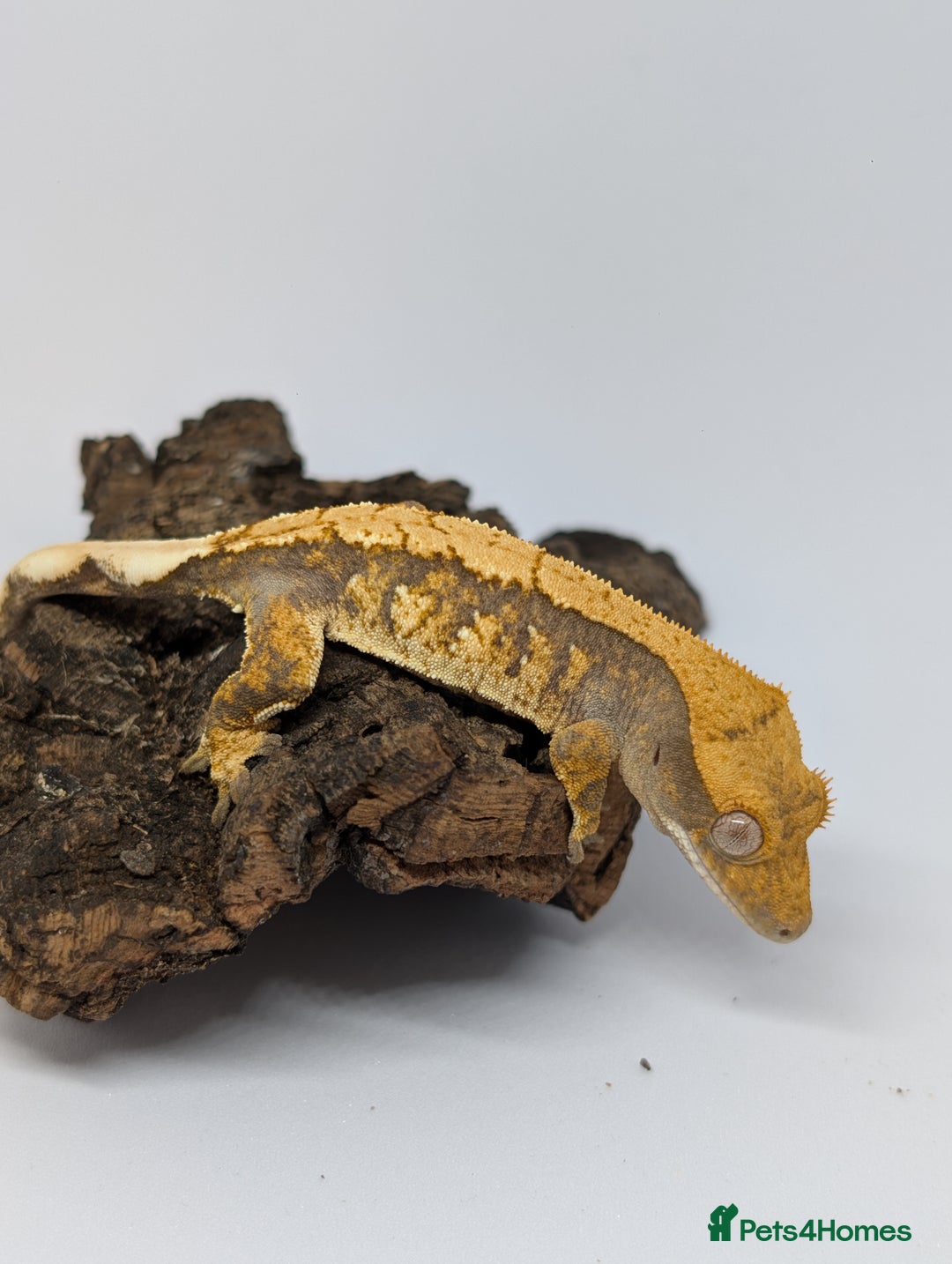 Gecko reptiles for sale: Extreme drippy tri-colour - Image 1