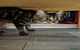 Mixed Breed cats for sale: Fifi is for sale - Image 2