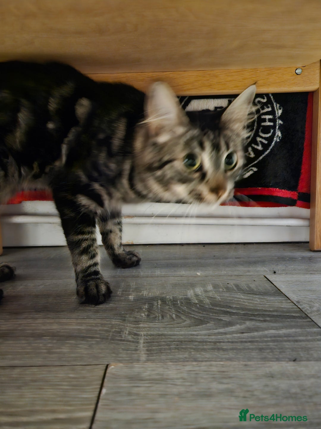 Mixed Breed cats for sale: Fifi is for sale - Image 2