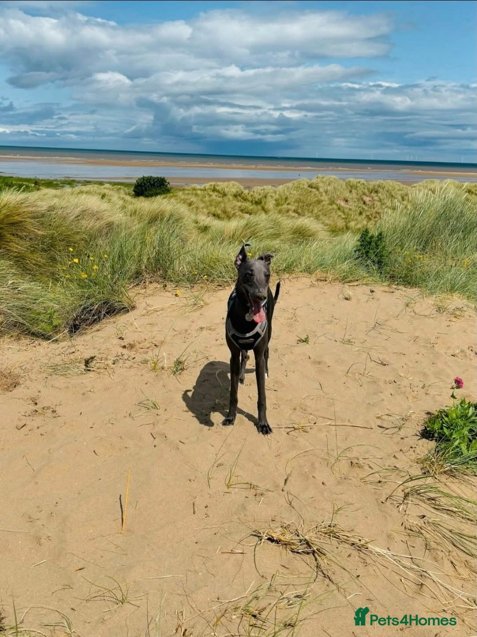 Whippet dogs Terry - KC Registered Blue Whippet Stud - Advert 3