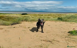 Whippet dogs for stud: Terry - KC Registered Blue Whippet Stud - Image 3