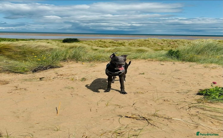 Whippet dogs - Advert 2