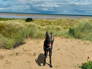 Whippet dogs Terry - KC Registered Blue Whippet Stud - Advert 8