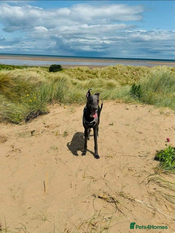 Whippet dogs - Advert 1