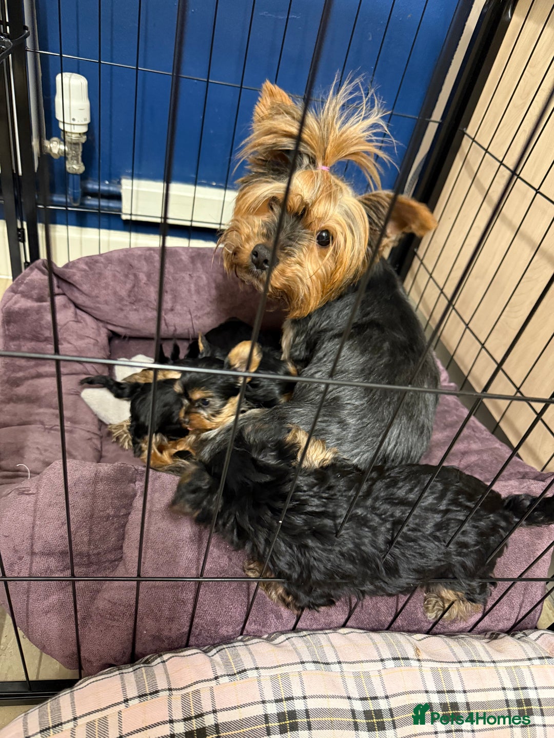 Yorkshire Terrier dogs for sale: Stunning Yorkshire Terrier puppies for sale  - Image 12