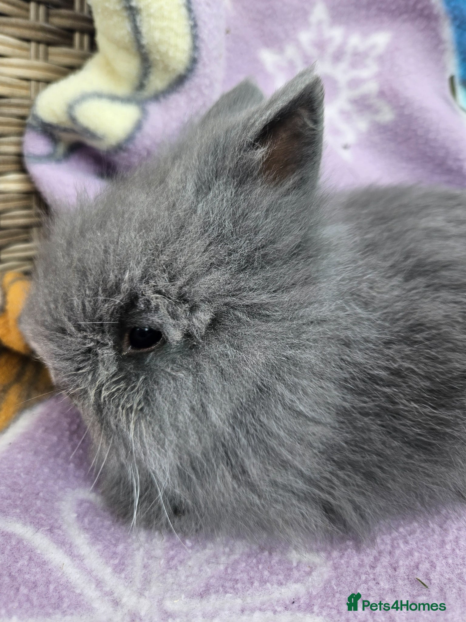 Lionhead rabbits for sale: 3 baby lionheads  - Advert 3