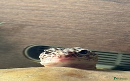 Leopard Gecko reptiles for sale: Leopard Gecko looking for a new home - Image 1