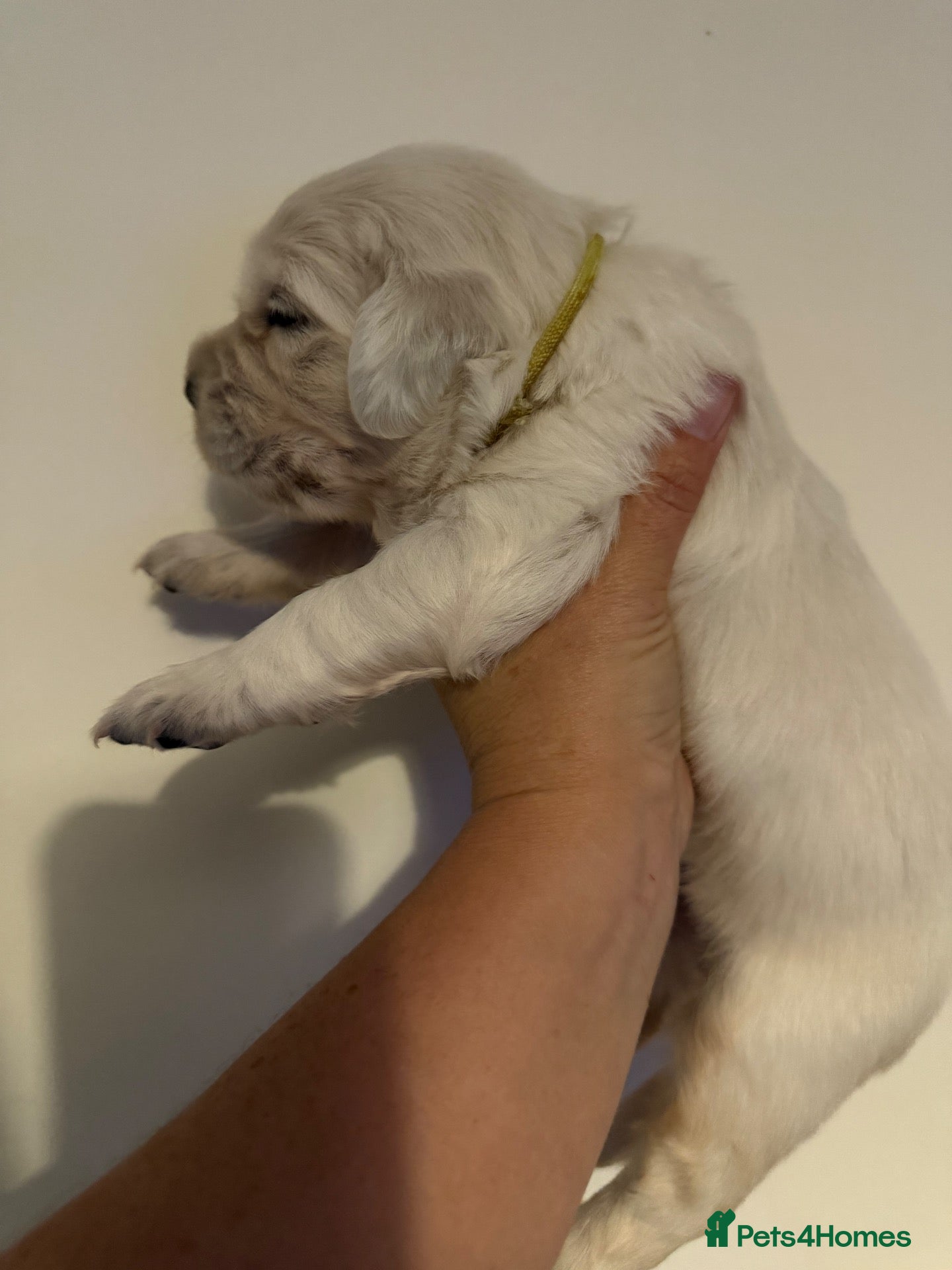 Golden Retriever dogs for sale: Kc reg cream golden retriever pups - Advert 2