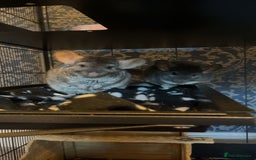 Chinchilla rodents for sale: 2 gorgeous chinchilla sisters for re homing ! - Image 1