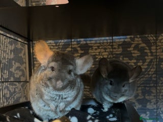 Chinchilla rodents - Advert 11