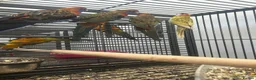Mixed Breed birds for sale: Various Stunning Birds Available  - Advert 16