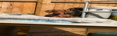 Dachshund 1