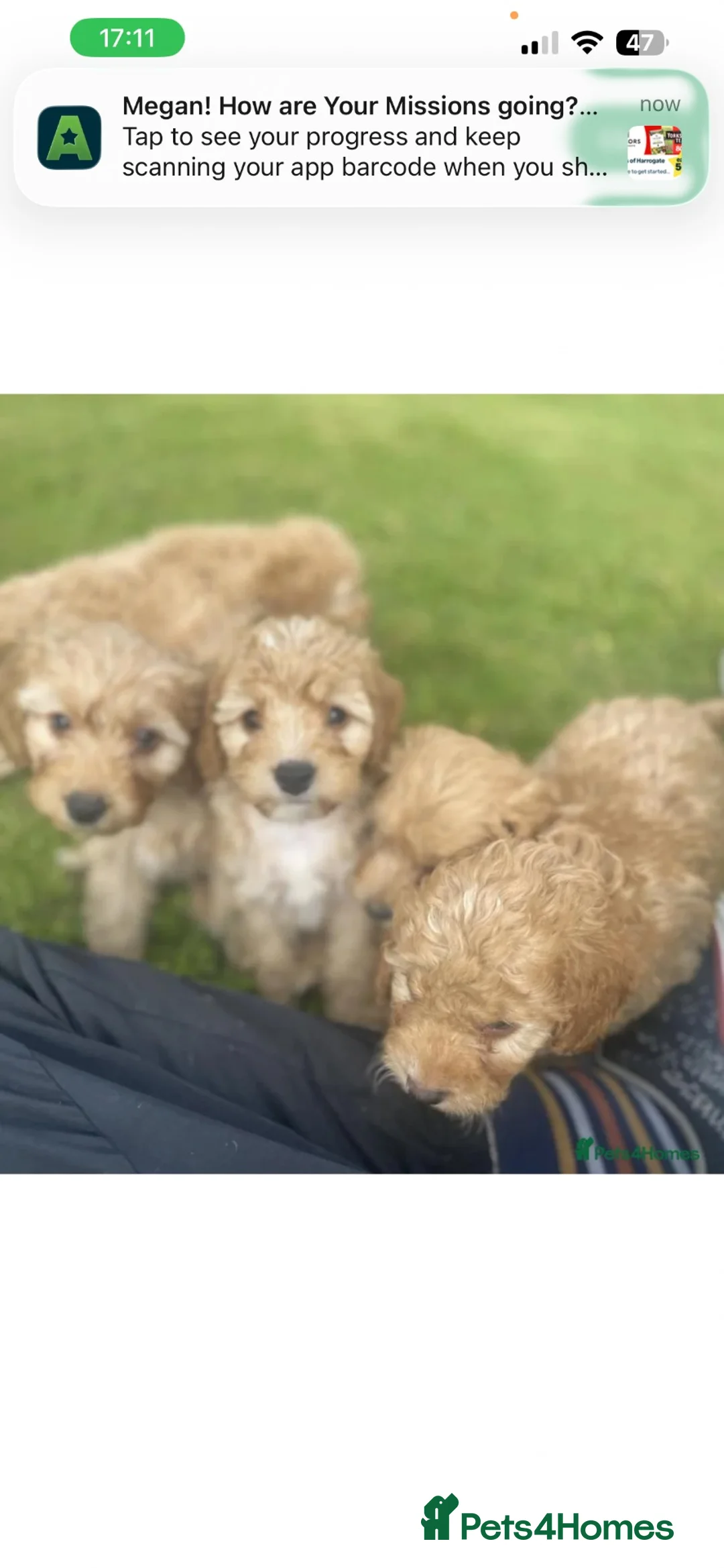 Cavapoo dogs for sale: Freddie in Warrington - Advert 2