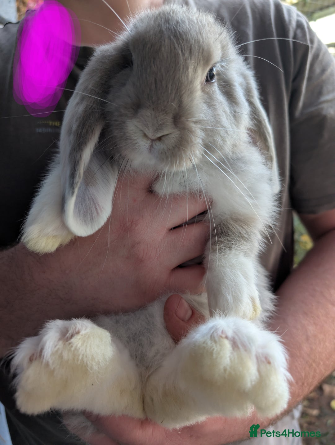 French Lop rabbits for sale: Beautiful French lops  - Image 3
