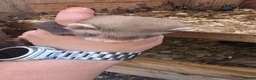 Ferret rodents for sale: Ferret kits for sale  - Advert 11