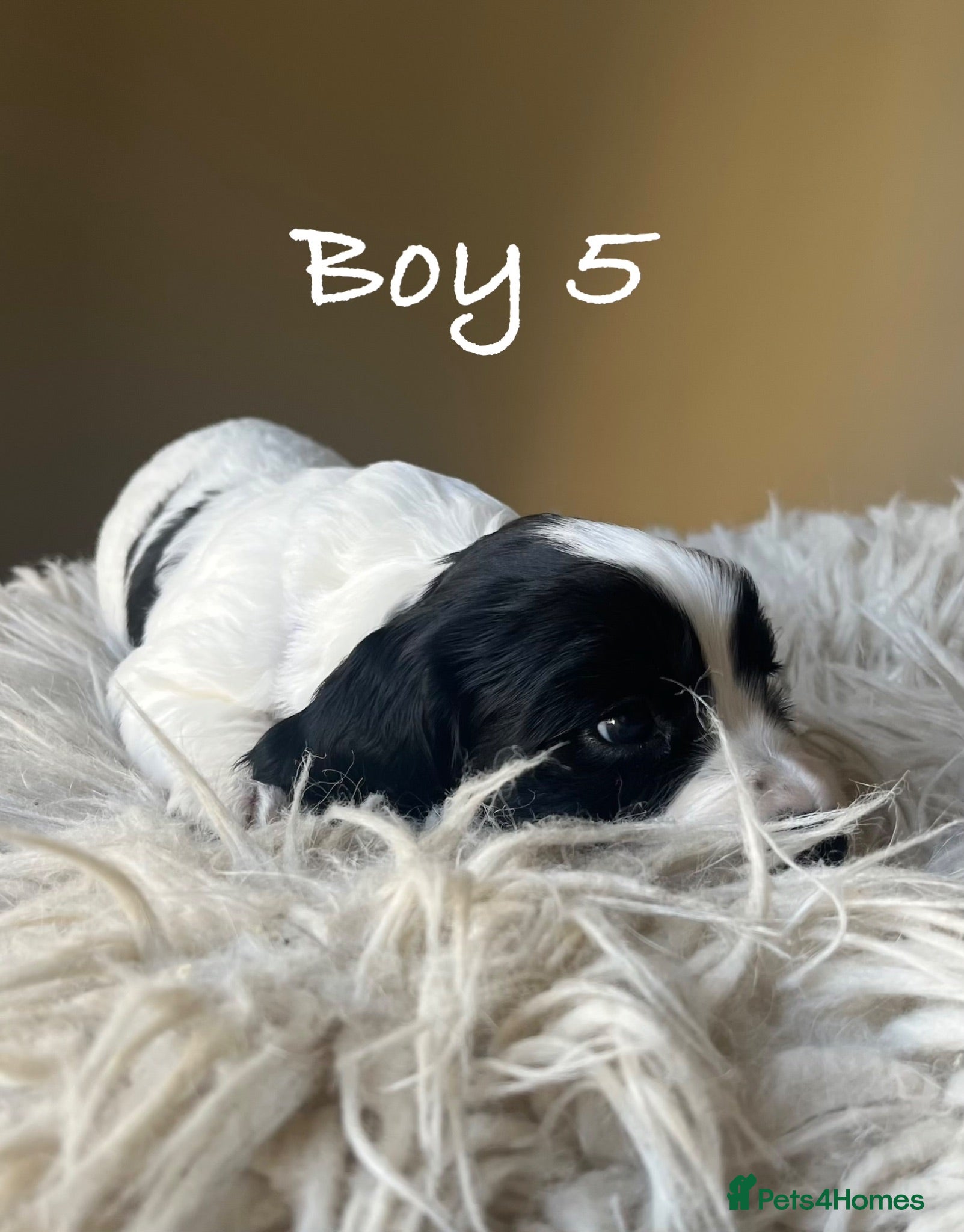 Cocker Spaniel dogs Exceptional KC Working Cocker Spaniel Puppies - Advert 2