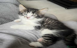 Mixed Breed cats for sale: Bengal/Maine Coone cross - Image 1