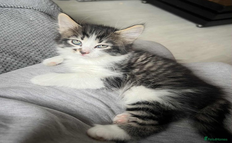 Mixed Breed cats for sale - Advert 1