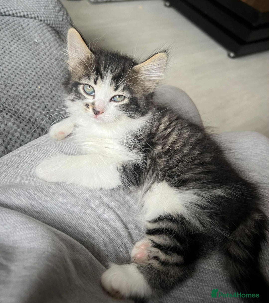 Mixed Breed cats for sale: Bengal/Maine Coone cross - Image 1