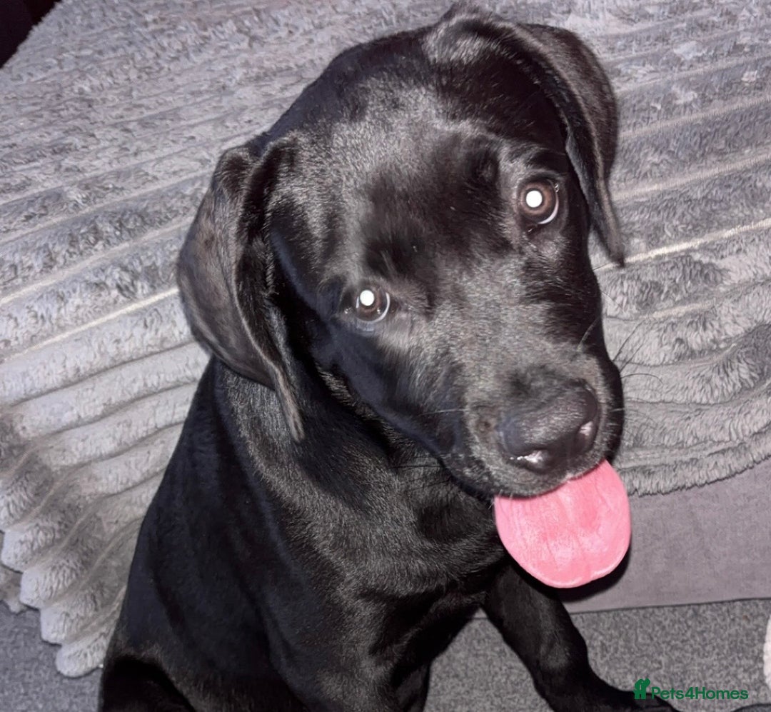 Cane Corso dogs for sale: Cane Corso puppy called “Baby” - Image 7