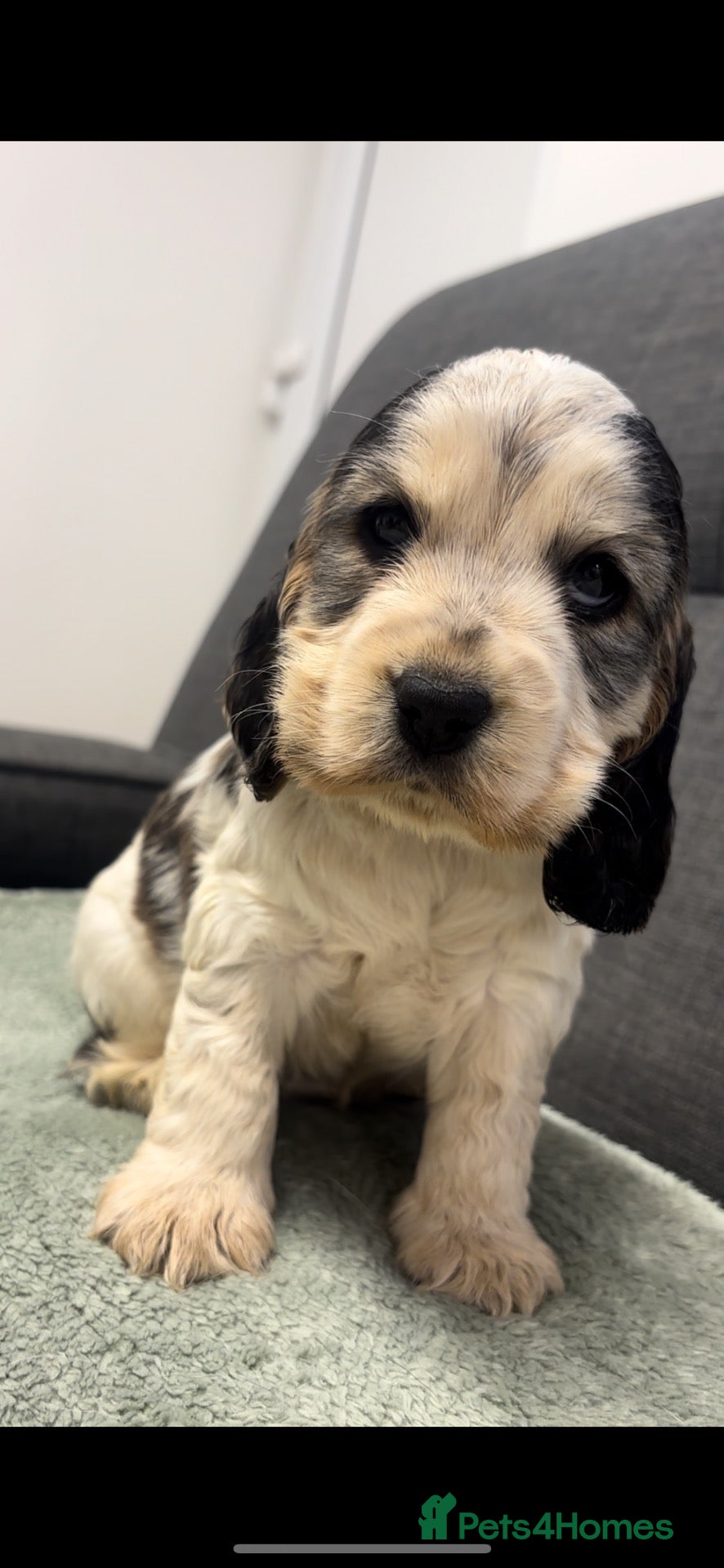Cocker Spaniel dogs 🤎 LAST show cocker spaniel🤎 - Advert 2
