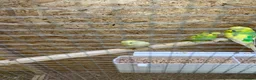 Canaries birds for sale: Birds for sale budgies, canaries ect  - Advert 28