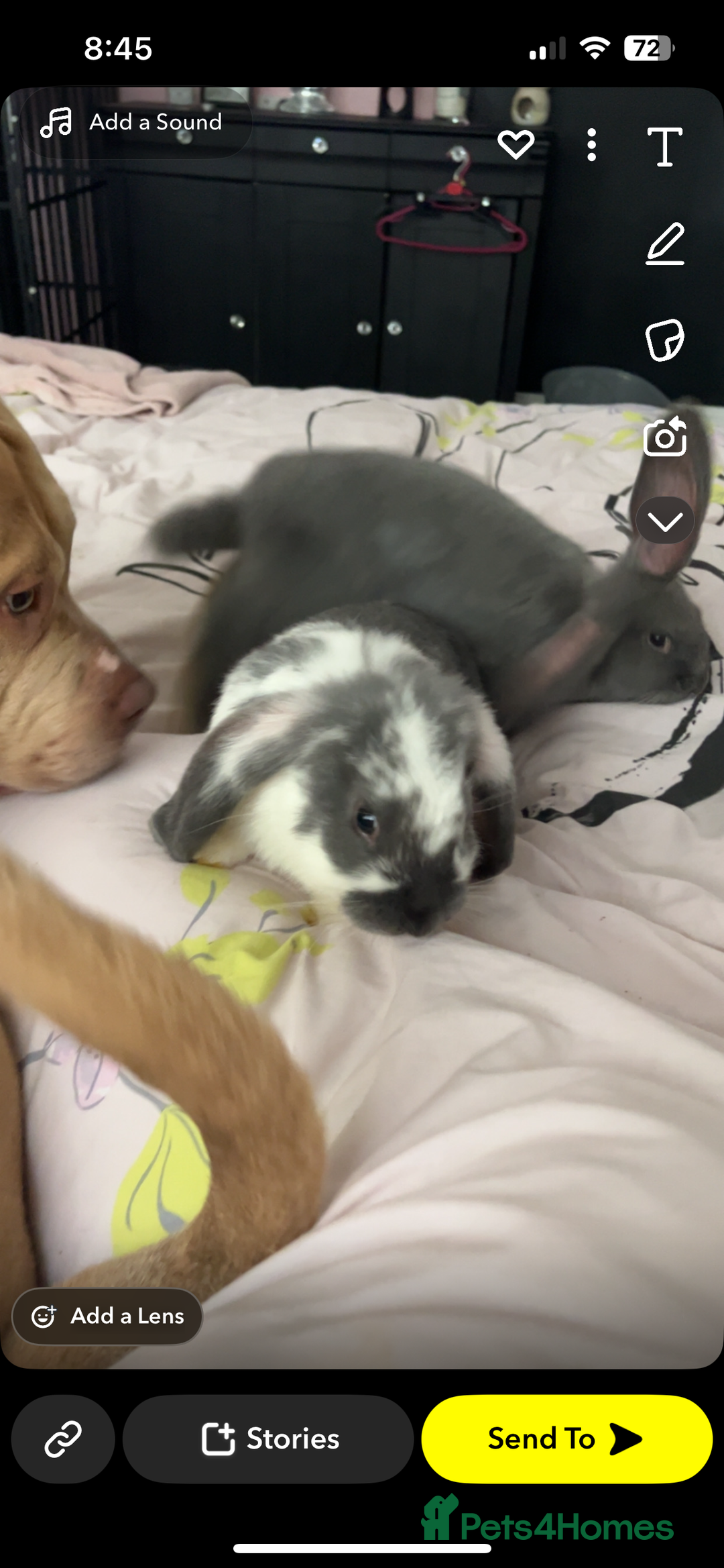 French Lop rabbits for sale: Giant French lop rabbits  - Image 10