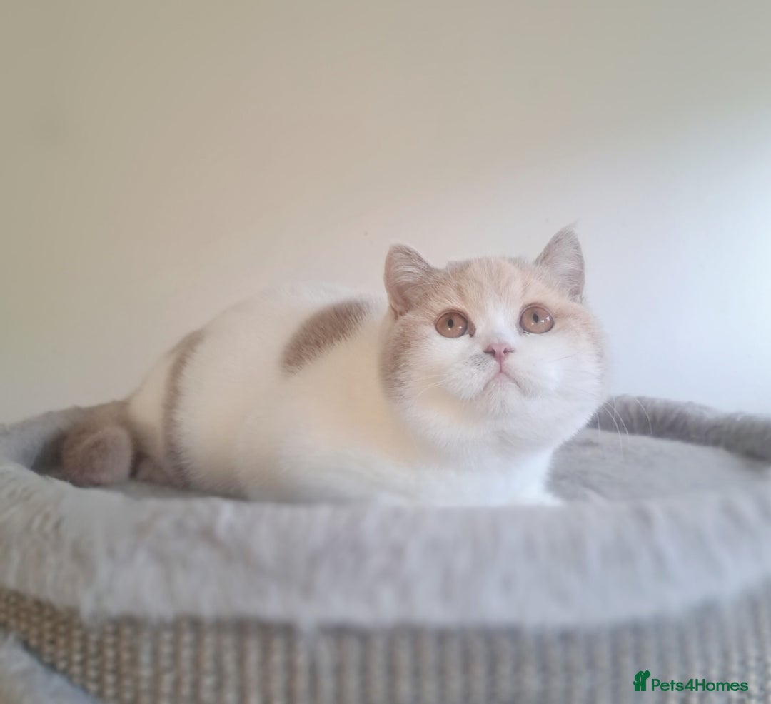 British Shorthair cats for sale: British Shorthair Fawn Tortie & White Female - Advert 19