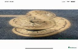 Python Snake reptiles for sale: Royal ball python - Image 17