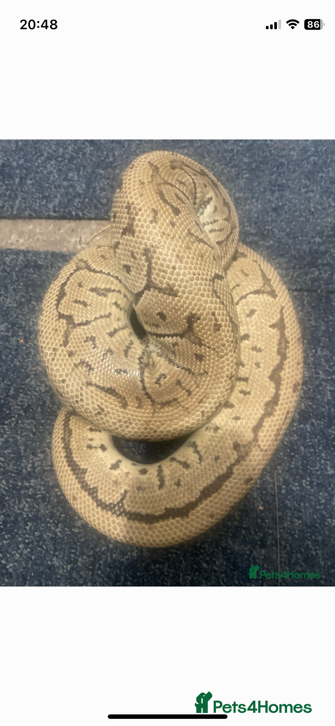 Python Snake reptiles for sale: Royal ball python - Image 17