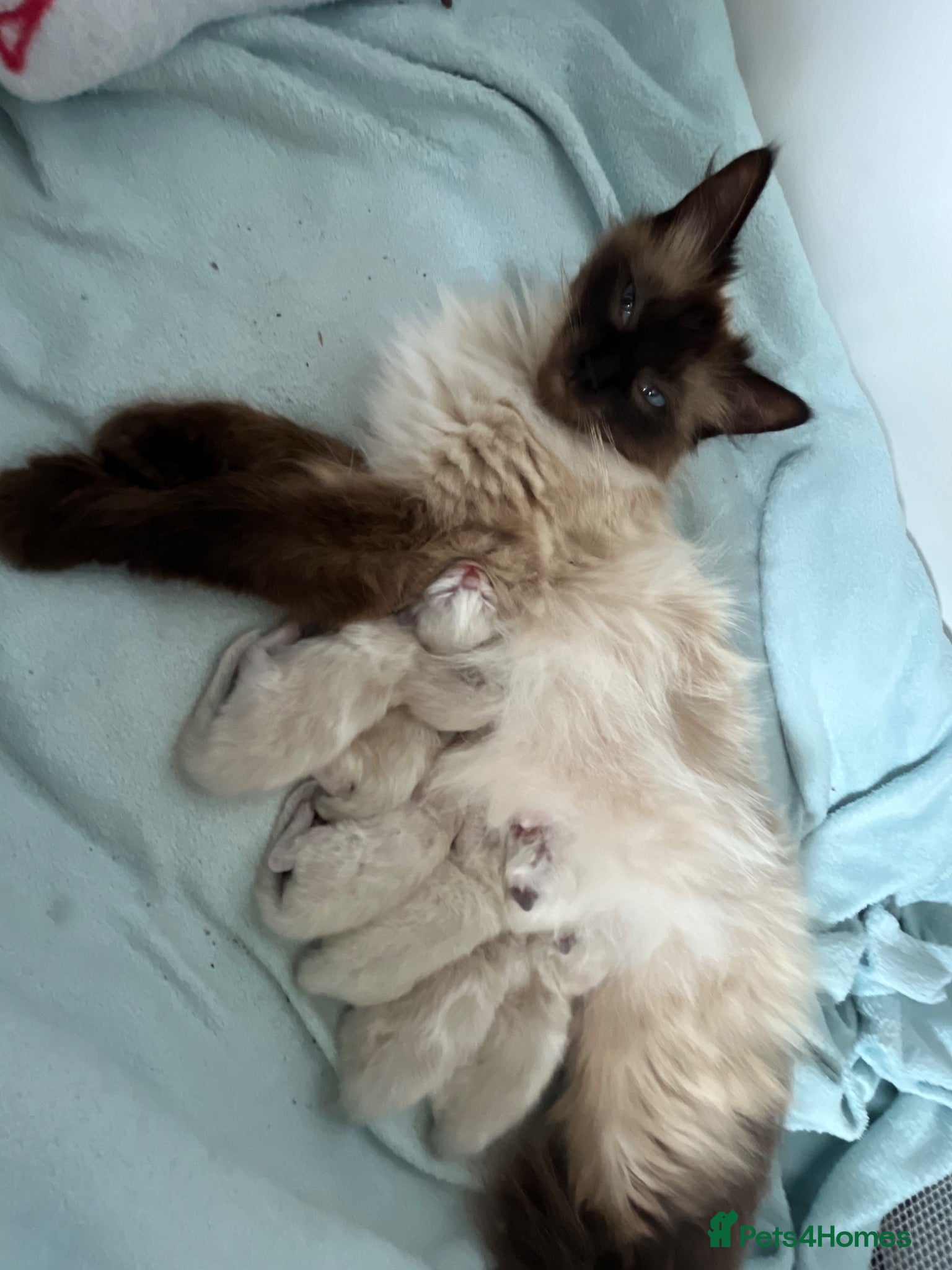 Ragdoll cats Beautiful Ragdoll Kittens - Advert 1