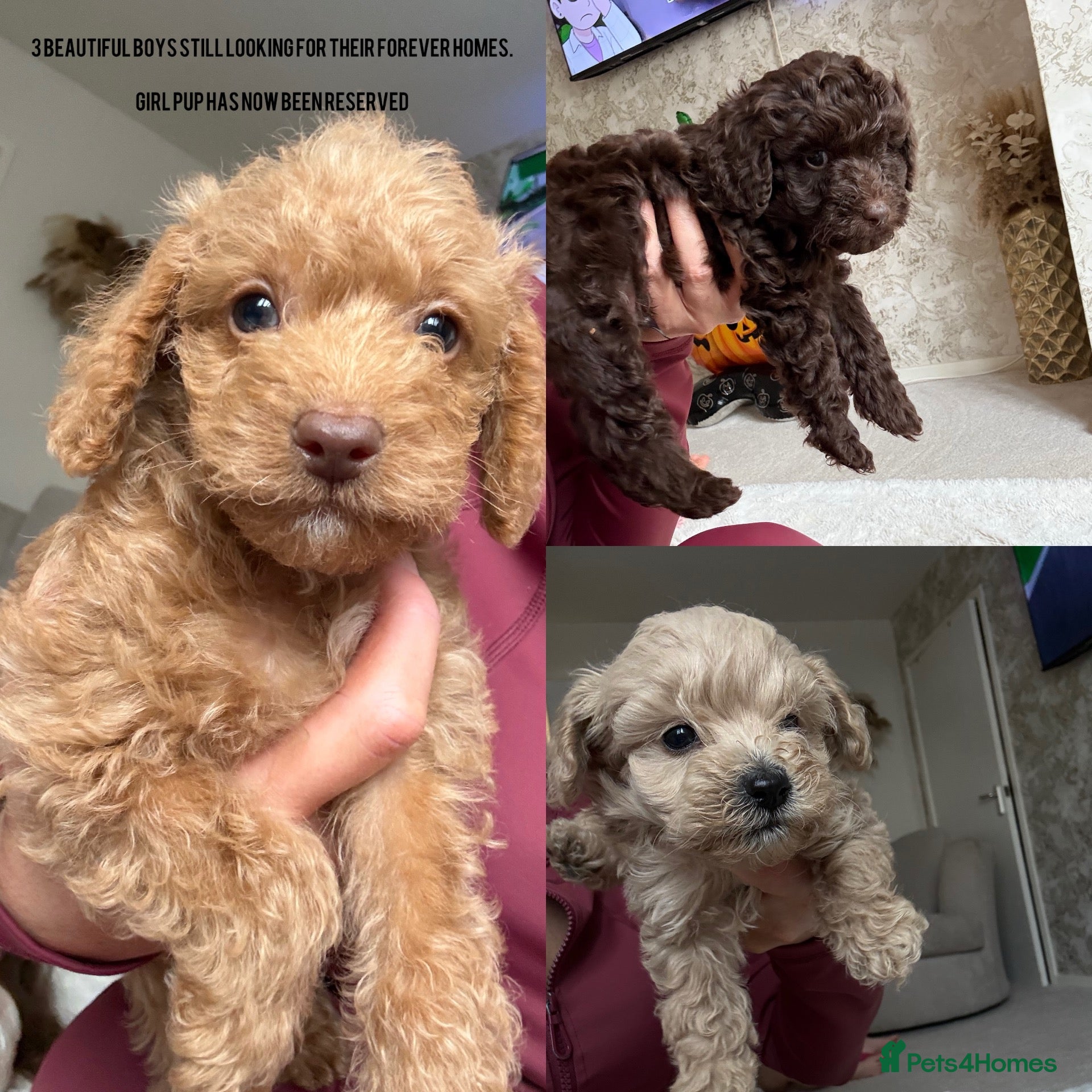 Schnoodle dogs F1BB schnoodle puppies. 3 boys - girl is reserved  - Advert 1