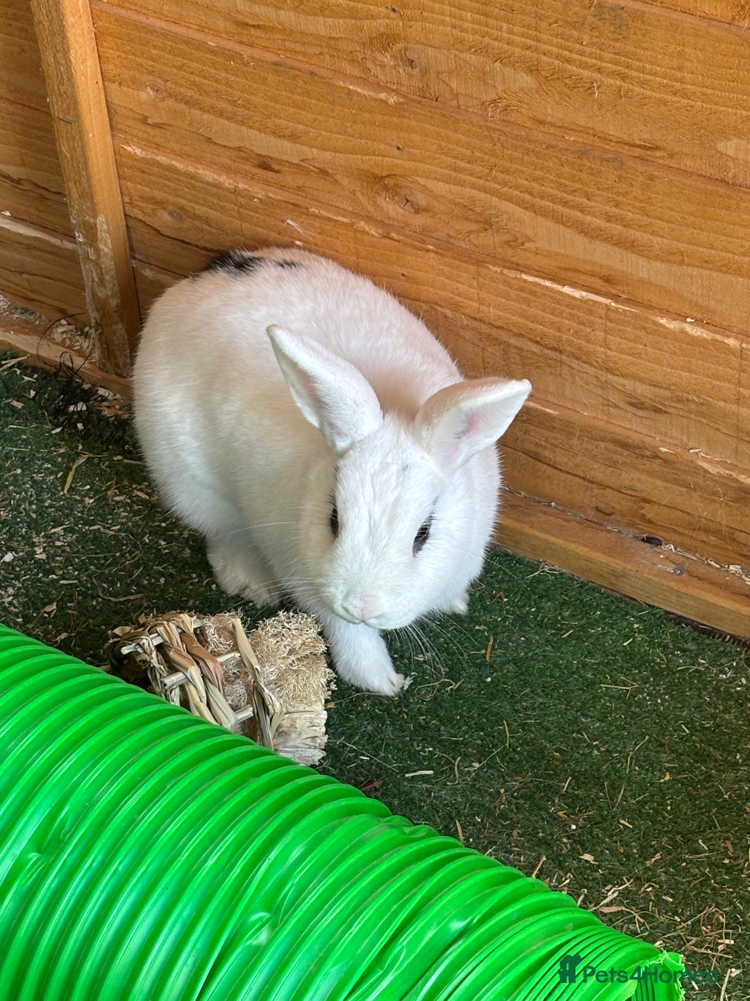Dwarf Hotot rabbits for sale: Female and neutered male bonded couple - Image 3