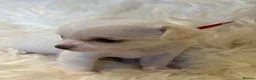 Chihuahua dogs for sale: KC Regd Chihuahua Pups parents fully health tested - Advert 13