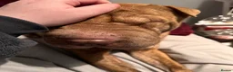 Shar Pei dogs for sale: Female for rehome  - Advert 6