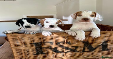 Pointer dogs - Advert 10