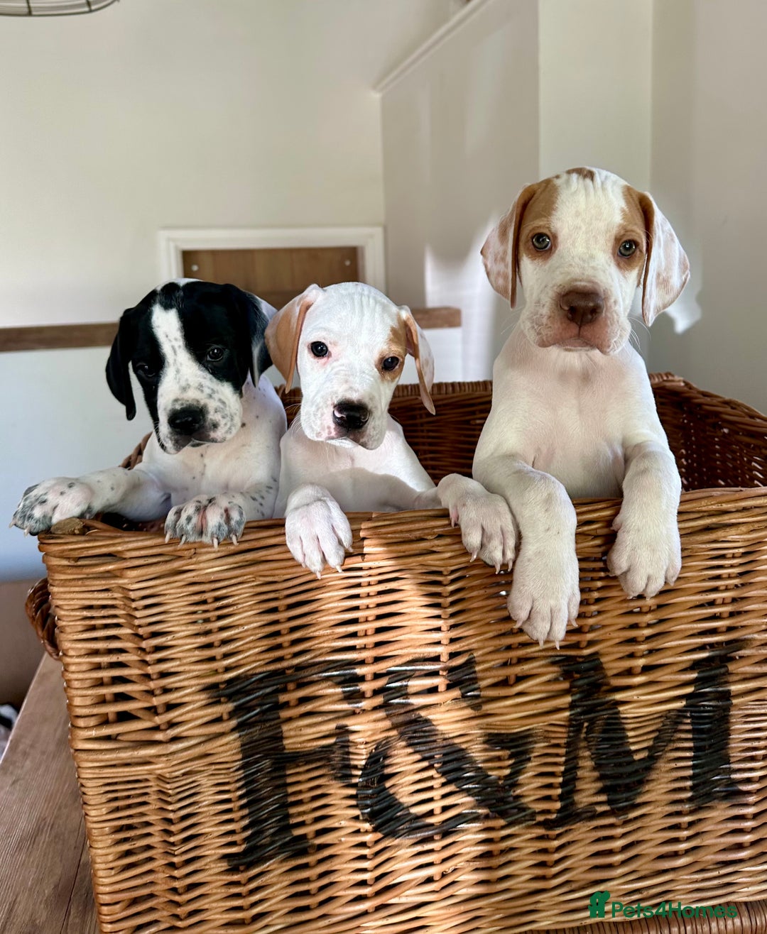 Pointer dogs for sale: KC reg Pointer Puppy - Image 3
