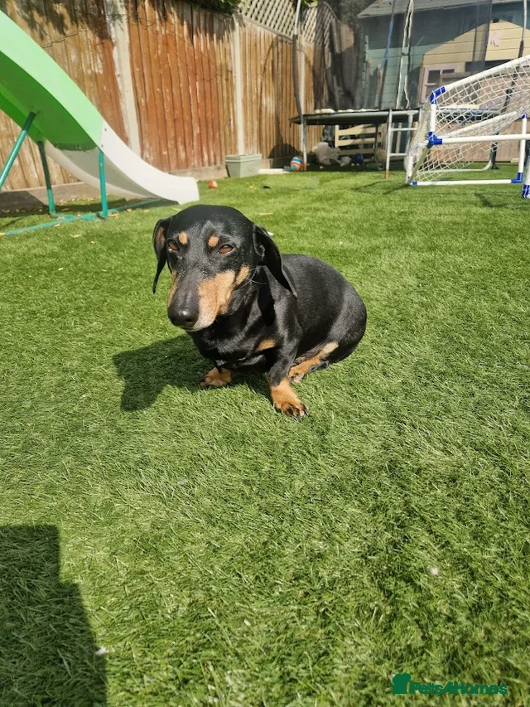 Dachshund dogs for sale: 9 year old dachshund black and tan - Advert 1