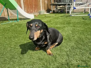 Dachshund dogs 9 year old dachshund black and tan - Advert 3