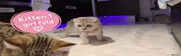 Scottish Fold cats for sale: 🐾 Beautiful Scottish Fold & Scottish Straight🐾 - Advert 24