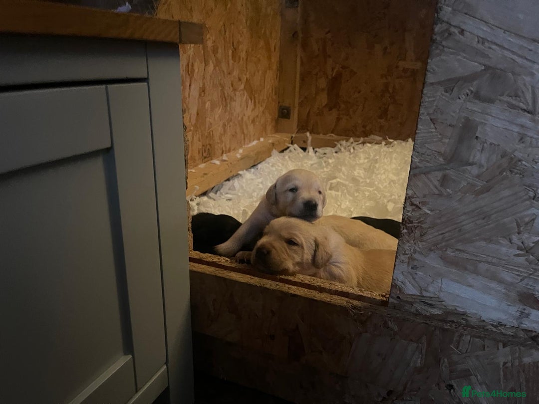 Labrador Retriever dogs for sale: Kc registered Labrador puppies for sale - Image 10