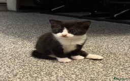 Domestic Shorthair cats for sale: 2 kittens for sale  - Image 3