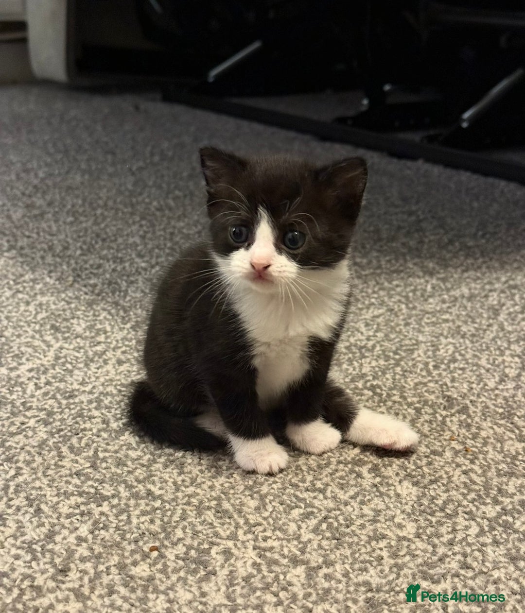 Domestic Shorthair cats for sale: 2 kittens for sale  - Image 3